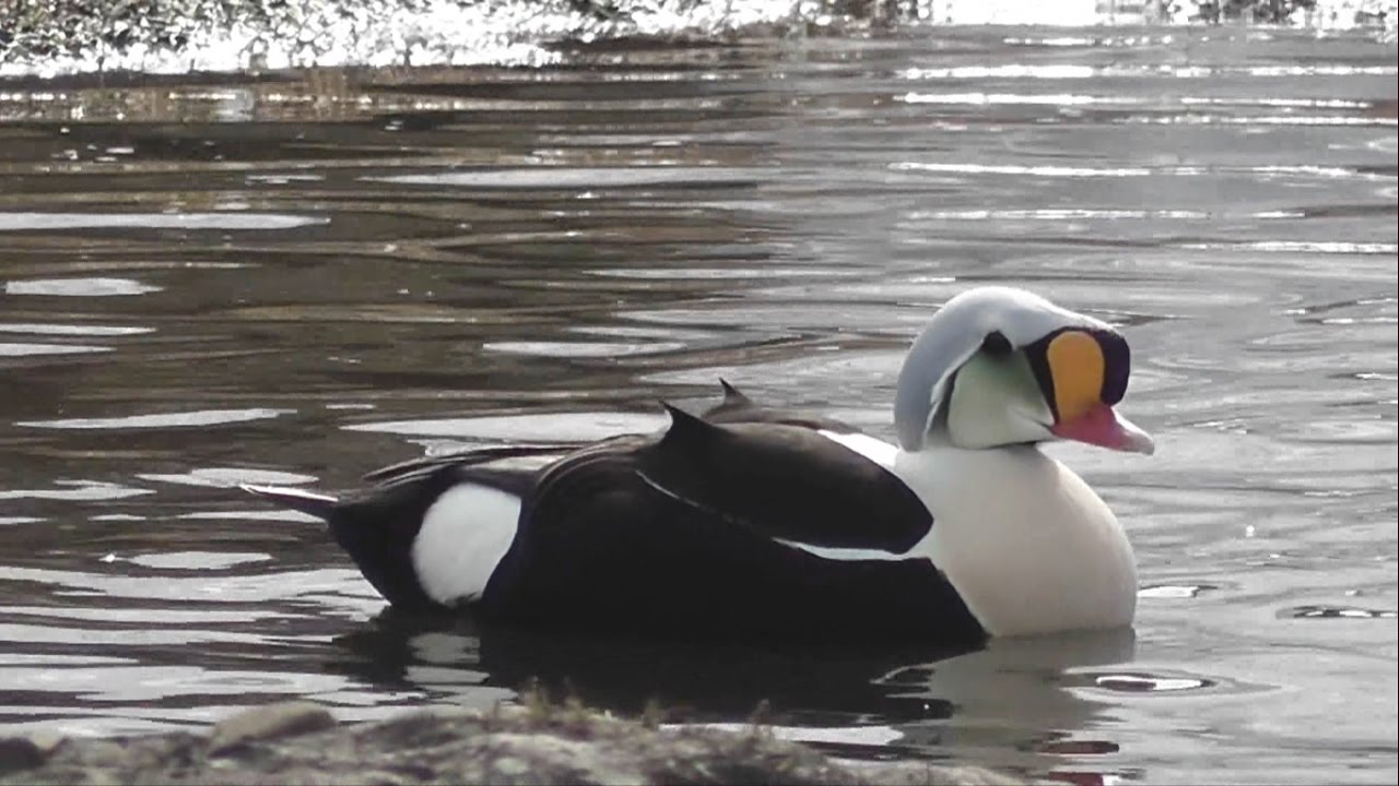My birding trip to Svalbard (Spitsbergen) and Lapland