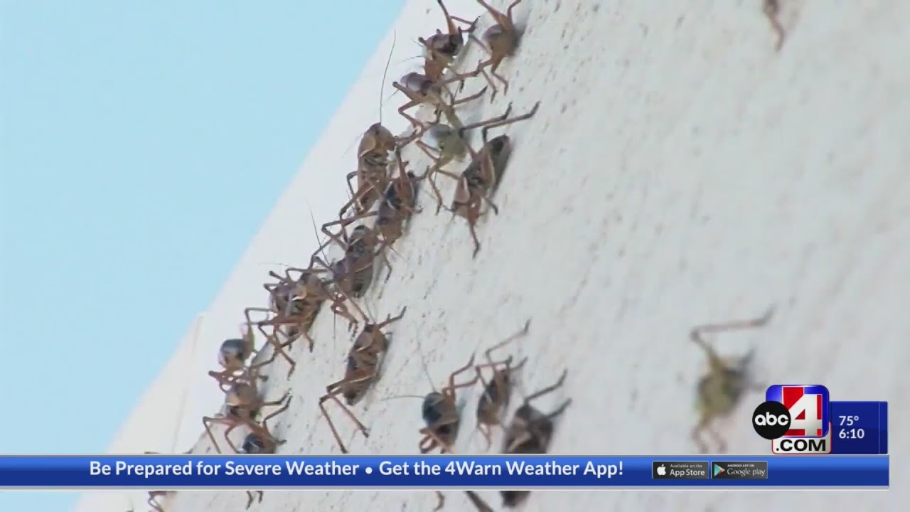 ‘Worst I have ever seen it’: Mormon crickets march on northern Nevada town