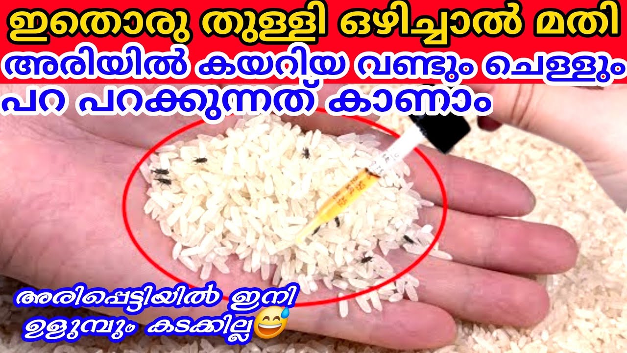 അടുക്കളയിലുള്ള ഒരു സാധനങ്ങളിലും ഇനി ചെള്ളും വണ്ടും കേറില്ല | How to  keep away bugs from rice| Tips