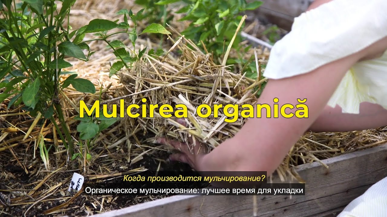 Мульчирование |  InfOrganic