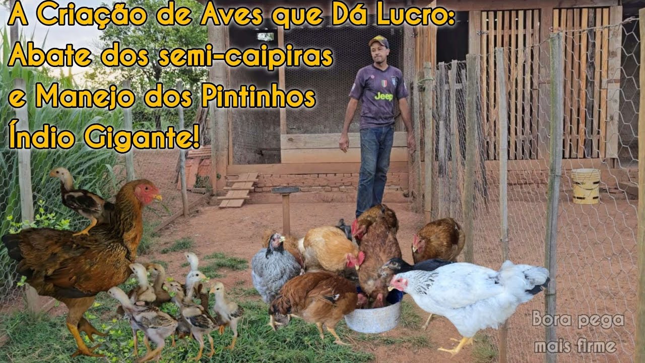 QUANTO TEMPO pro abate dos frangos semi-caipiras? E os nossos pintinhos de Índio Gigante. 