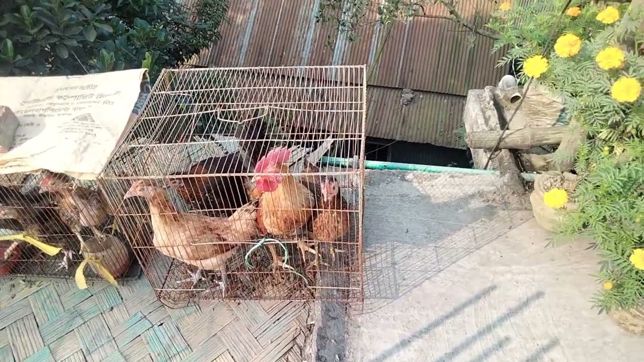 কনকনে শীতের কারনে মুরগিগুলো কে রাদ খাওয়াচ্ছি 🥶🐓🐓🐓🐥⚡