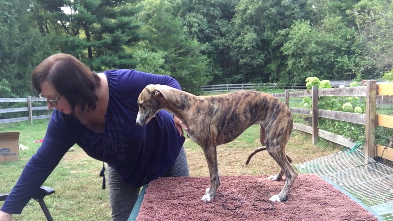 Lori Rizzo Whippet Puppy Training Wk 1 Lesson 5B