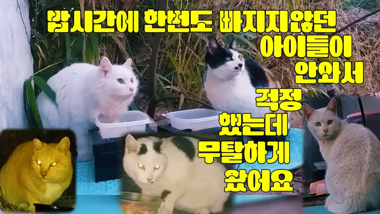 밥시간에 한번도 빠지지 않던 아이들이 어제 오지 않아 걱정했는데 오늘 무탈하게 왔어요