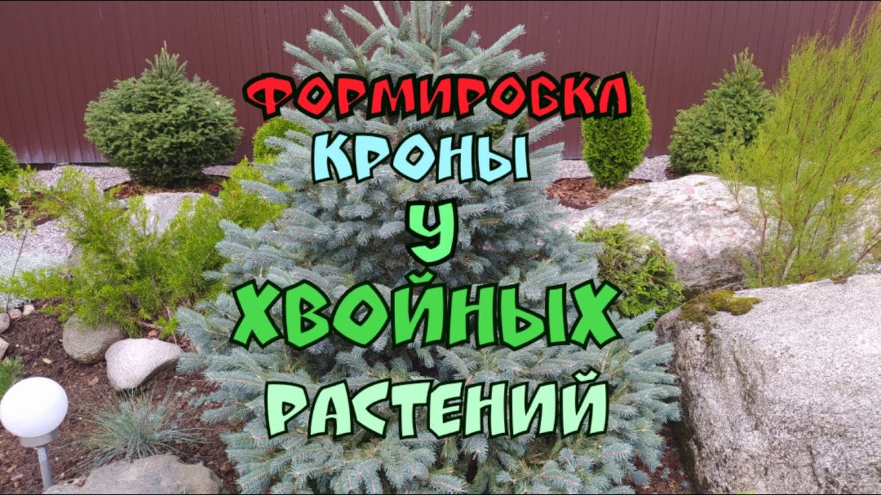 Формировка кроны у хвойных растений.