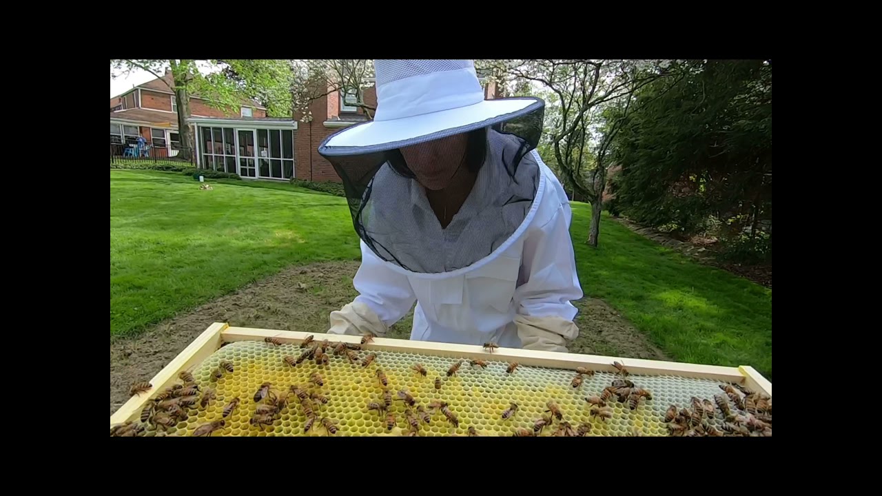2021 Bee Deployment Phase 1 3 - Larva