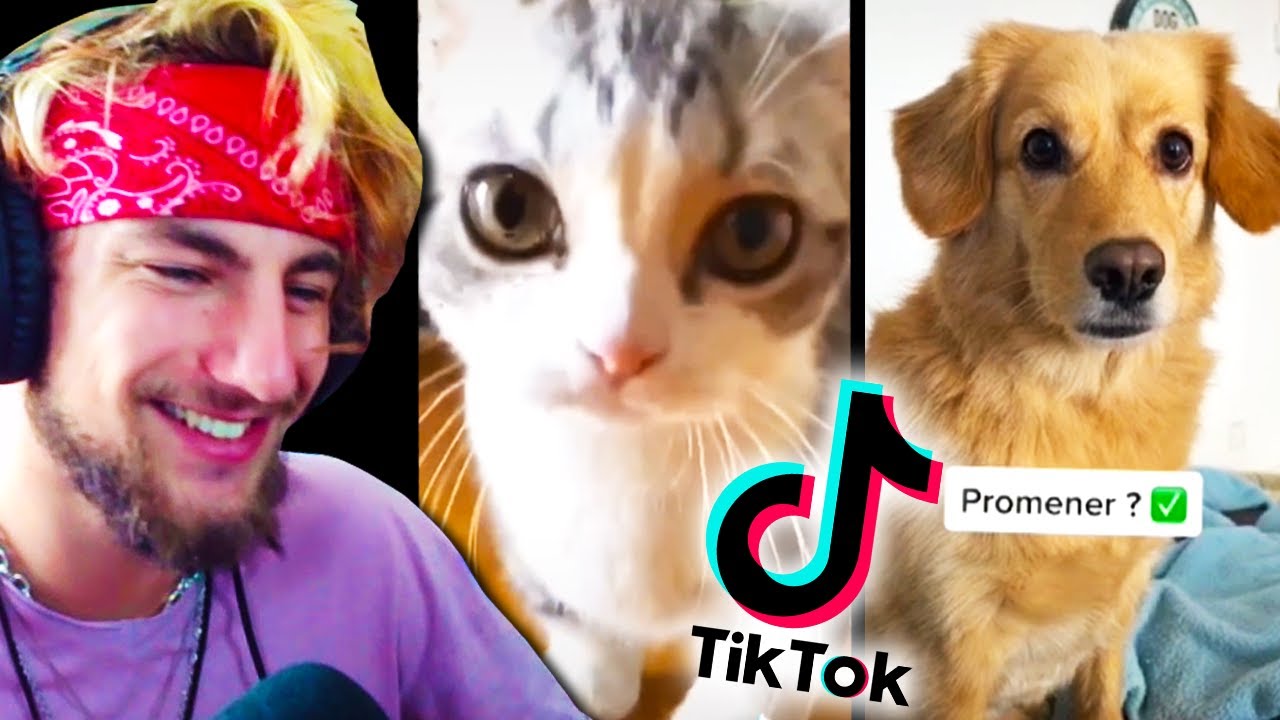 Tik Toks d'animaux TROP MIGNONS 😍😍😍😍😍