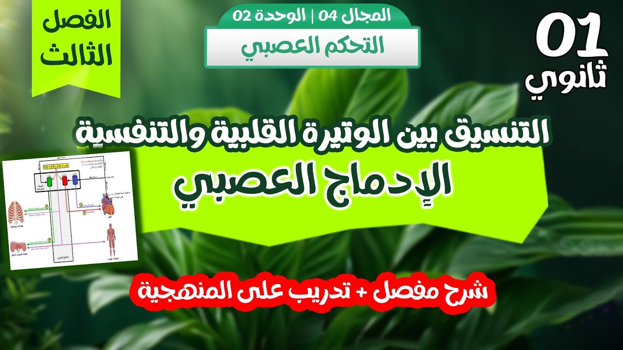 الإدماج العصبي🧠  | سنة اولى ثانوي | البصلة السيسائية والتنسيق بين الوتيرة القلبية والتنفسية💯الفصل 3