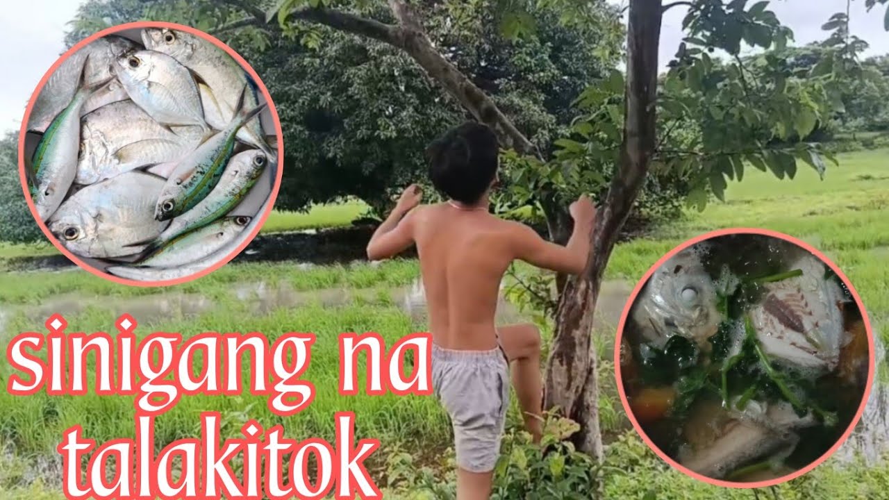 Nag putol si tito Niño ng sanga ng mangga l Sinigang na talakitok
