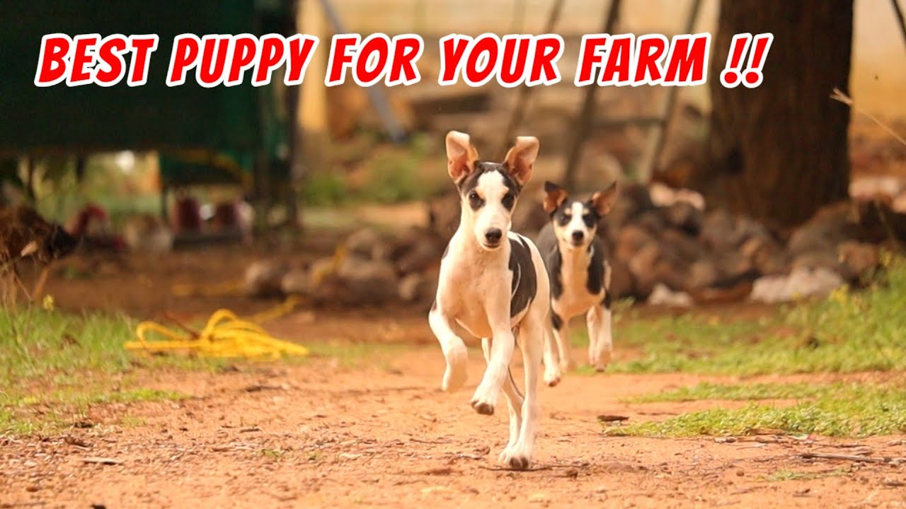 How To Choose PERFECT DOG For Your Farm.