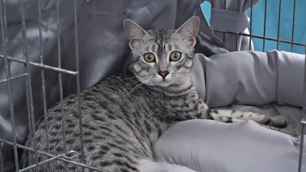 Pistoia: Successo per la seconda edizione della mostra felina