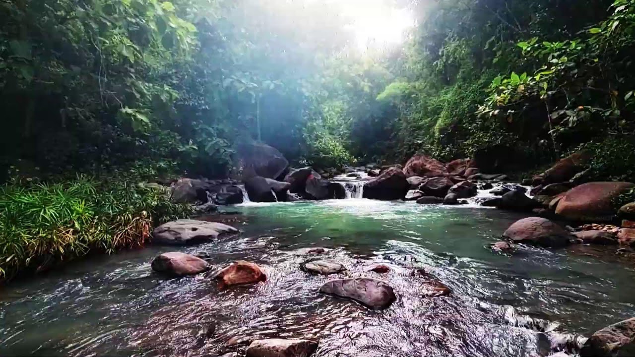 Calming River Flow and Birdsong ASMR: Nature’s Relaxation for Deep Sleep Yoga & Study