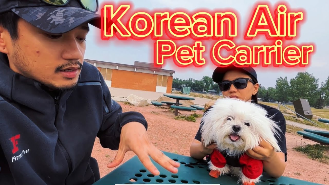 TRAVELING WITH PETS IN CABIN Pet Carrier and Airport Check-in Procedures