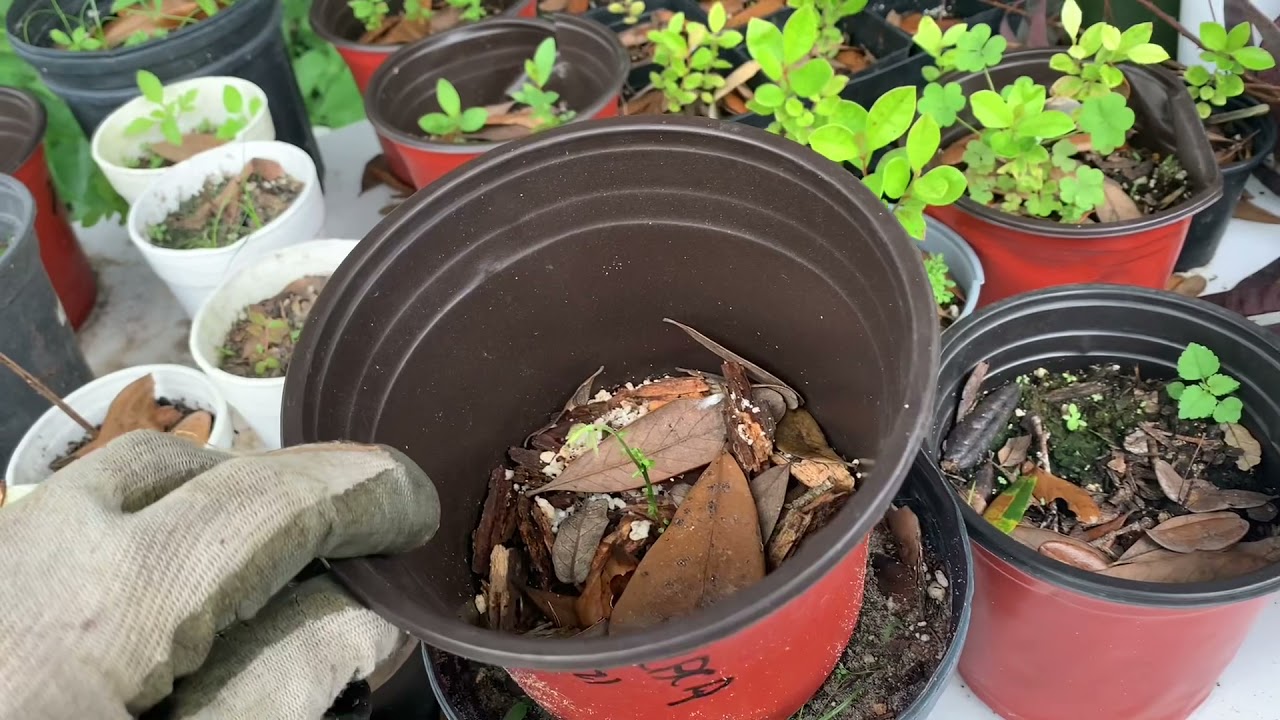 Germinating Araca Boi Eugenia stipitata