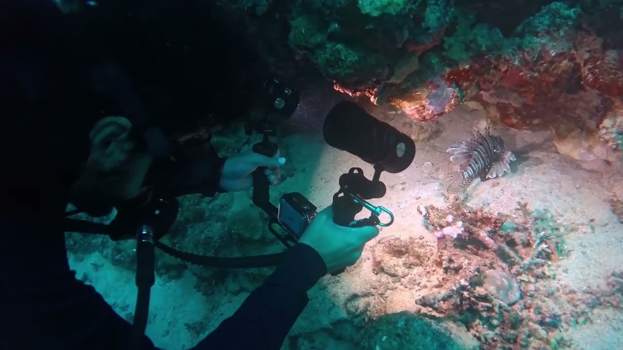 هل سمكة دجاجة البحر سامة فعلًا زي ما تتوقع ؟ | من منظور علمي LionFish ( Pterois Miles )