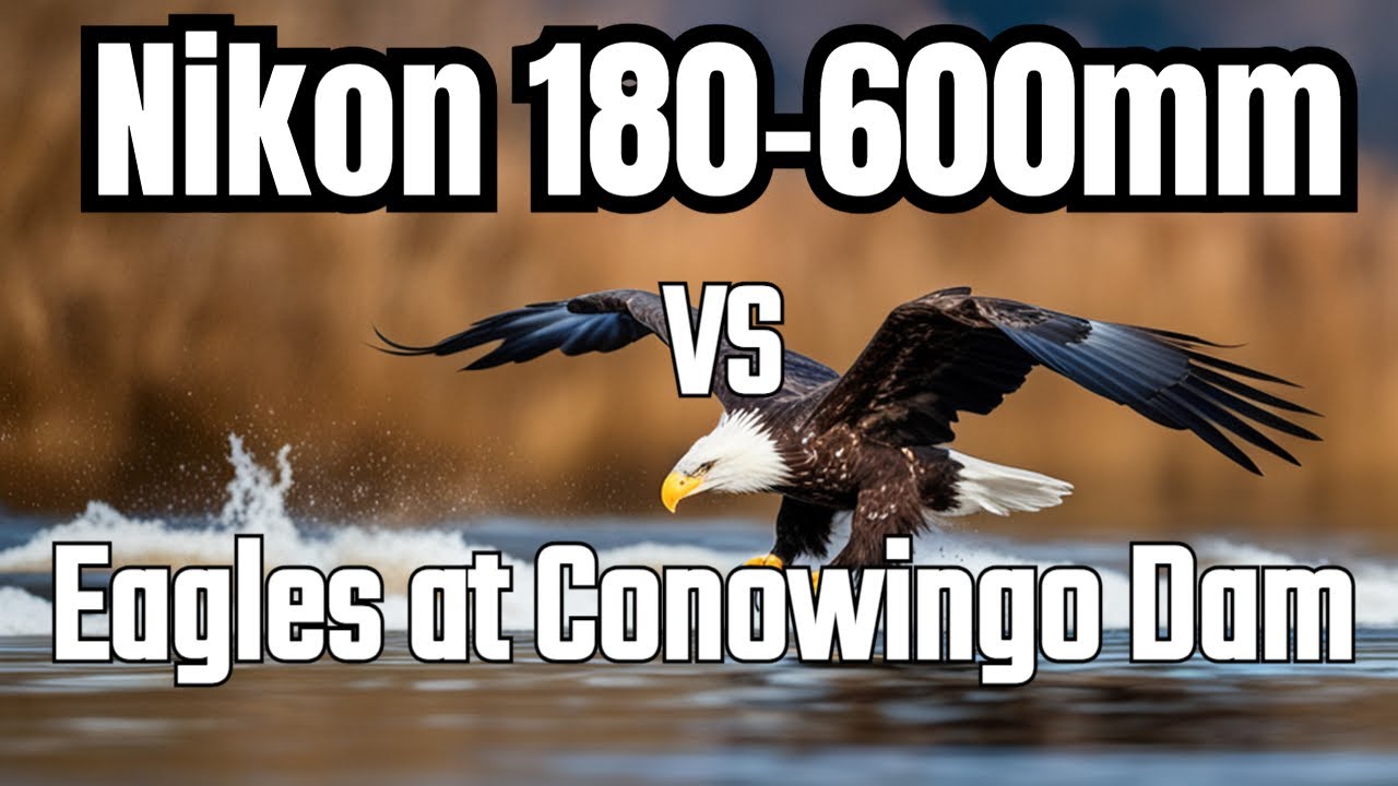 Nikon 180-600 vs Eagles at Conowingo Dam