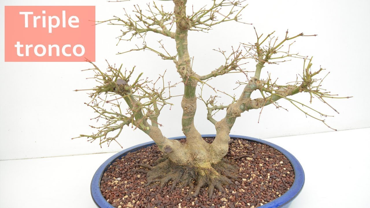 Triple tronco - Bonsai Colmenar
