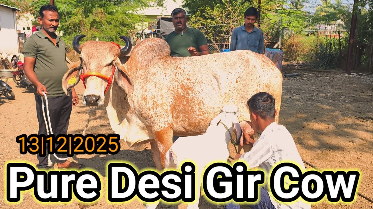 Pure Desi Gir Cow Vibes 🐮🔥||Gir cow sel for Maharashtra||@SafarBazarachi555 