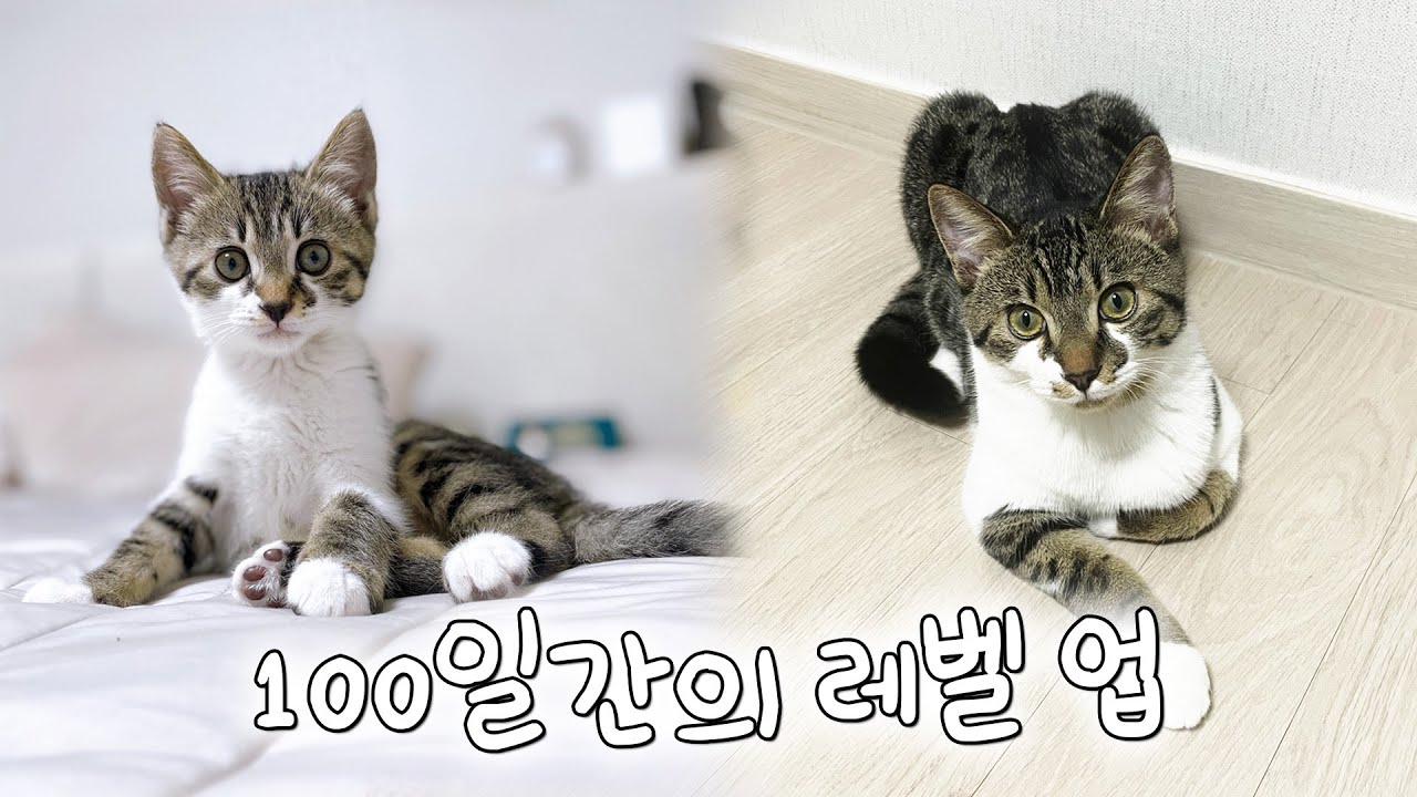 쿠키의 100일간의 레벨 업(몰아보기)