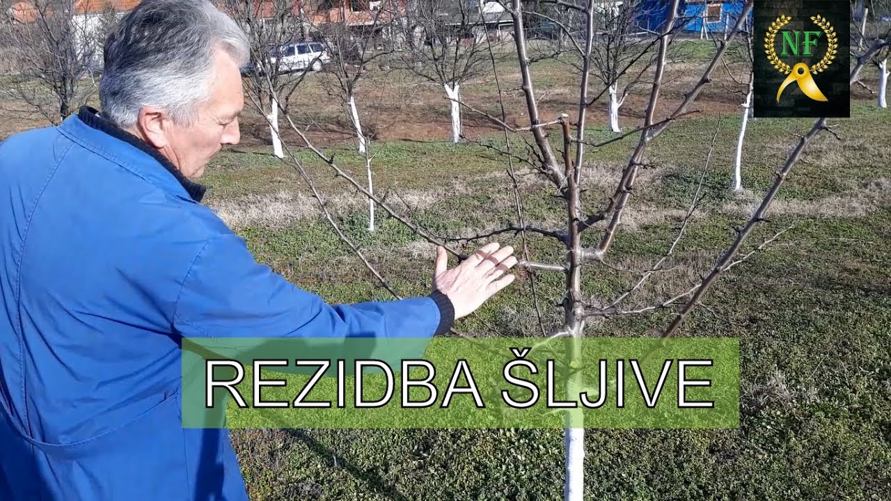 Kako orezati šljivu