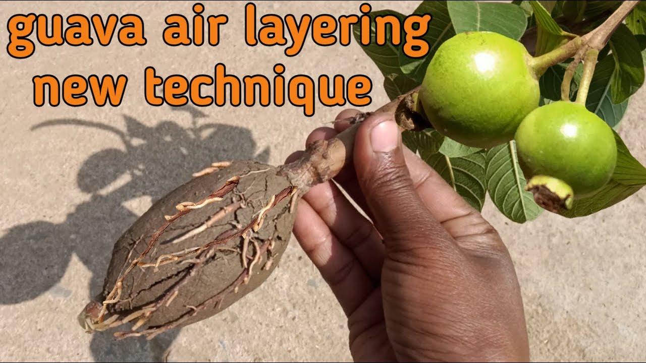 Guava air layering with easiest method | how to air layering on guava tree | guava air layering