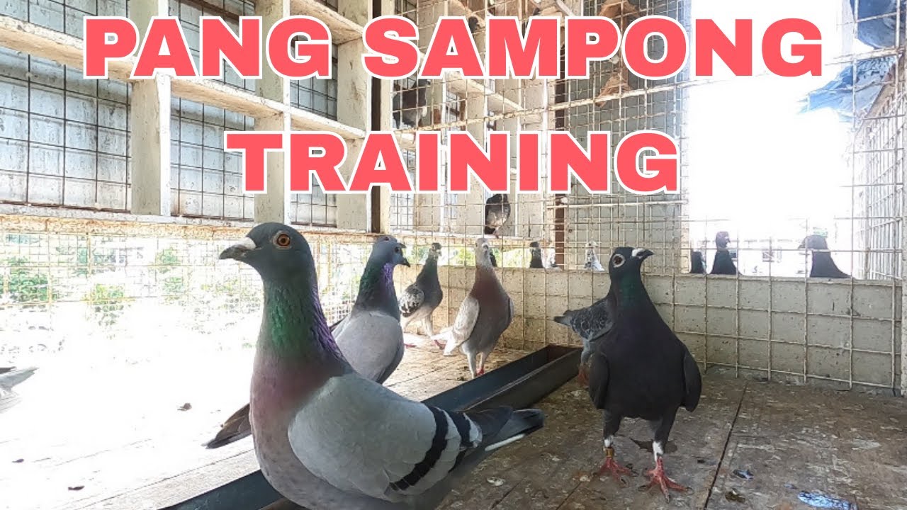 SELF TOSS BAGO SUMAKAY NG CLUB TRAINING