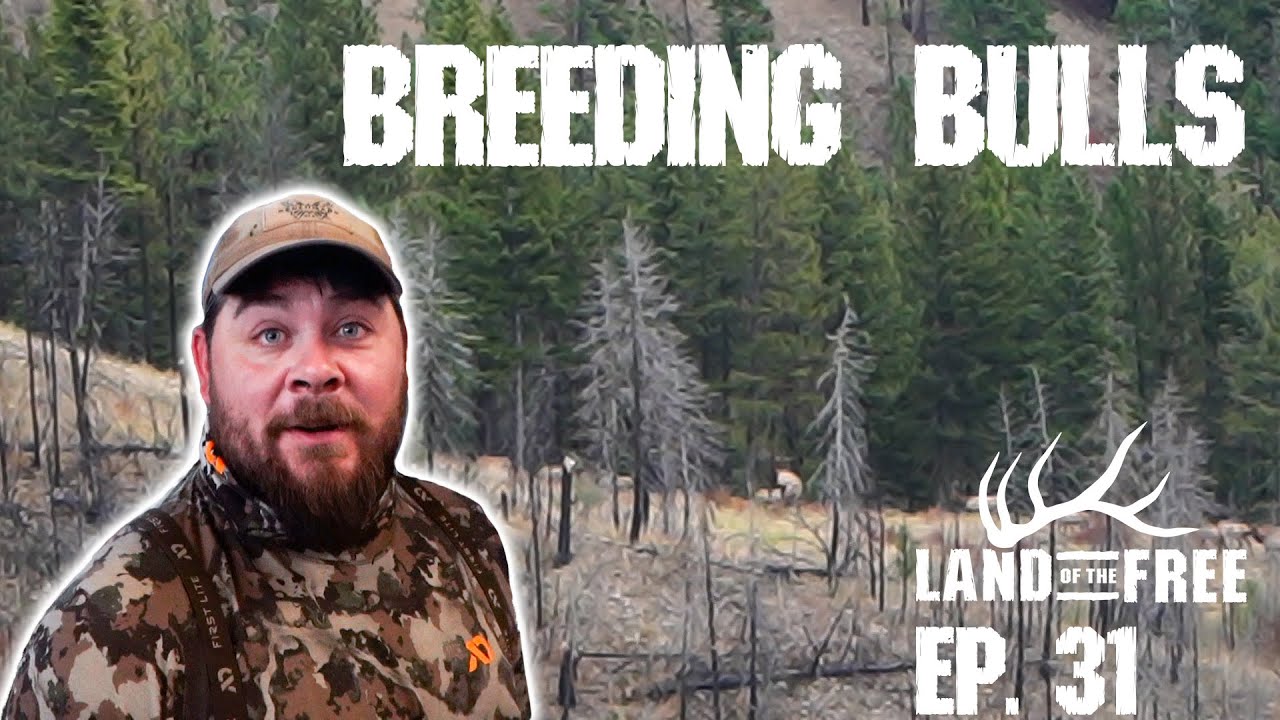 BREEDING Bulls In MONTANA (Game Bag Update) | LOF3 Ep. 31