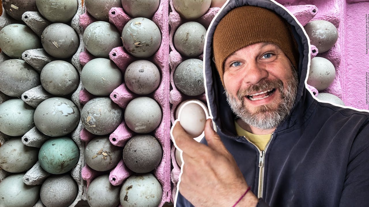 I miscalculated EGGS in the incubator!