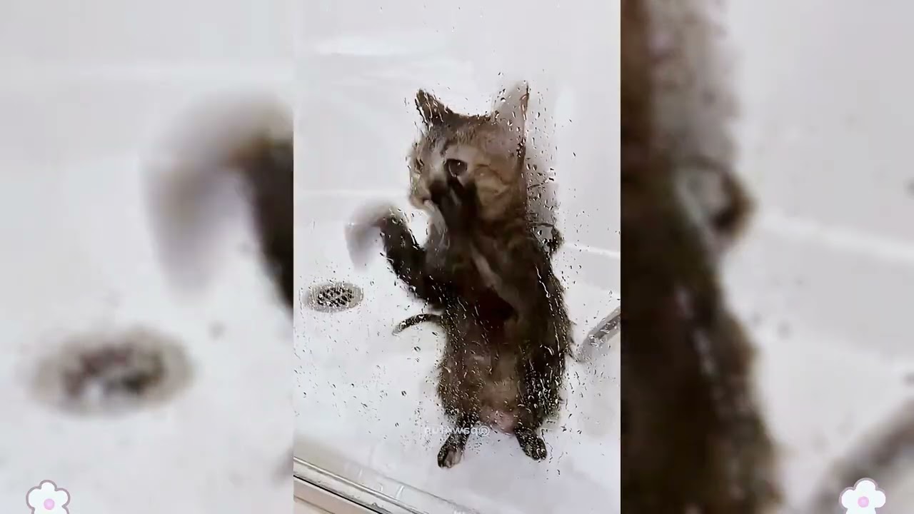 Try Not To Laugh 😅 Best Funny Cats and Dogs Videos 2026 😹🐶 Part 3