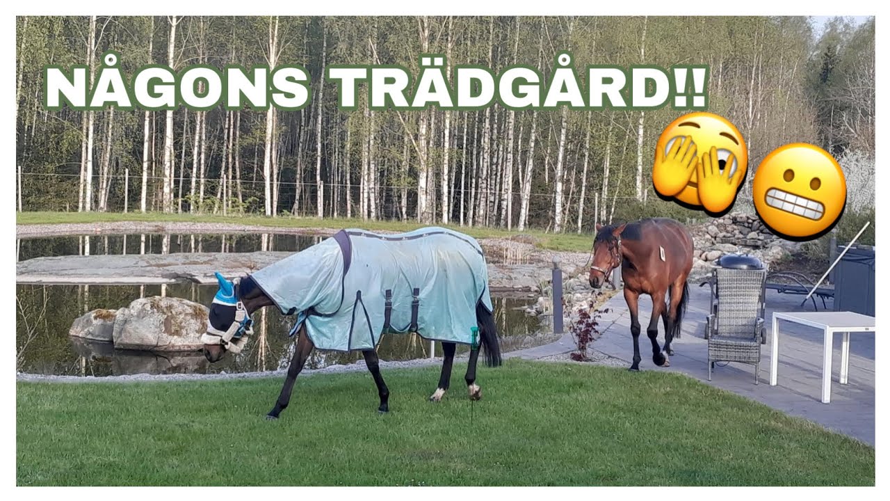 H&Auml;STARNA RYMMER!!! | STALLVLOGG