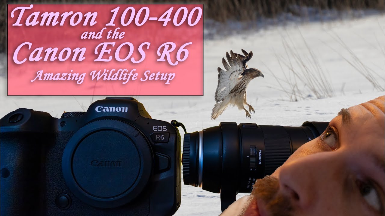 Tamron 100-400 F/4.5-6.3 Di VC USD | Canon EOS R6 | Amazing Wildlife Setup Review