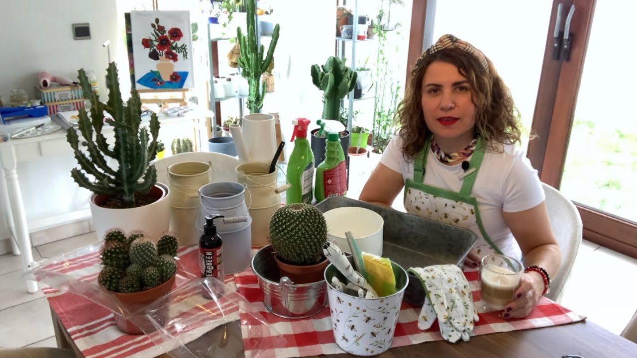 Mammillaria Winterae ve kaktüs toprağı ve bakımına dair tüm detaylar ve kökündeki süprizler #shorts