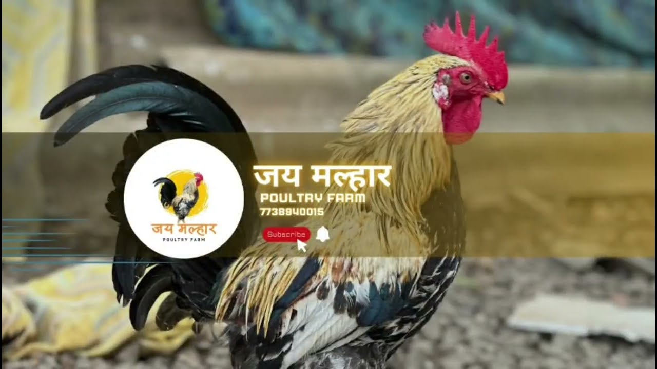 💯%पिवर गावठी🐥70🐥/pilla dili manera gaon/📞7738940015☎️ 