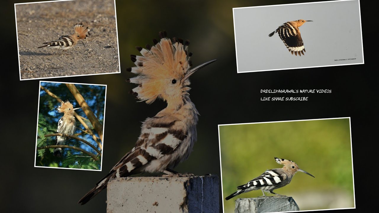 Common hoopoe in action @birdsofindia @beautifulbirds @morningworkout @yoga @birdsofrajkot 