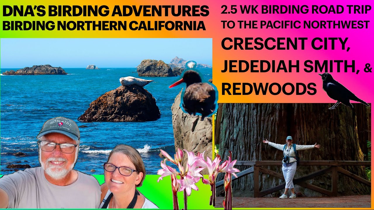 Redwoods Birding & Hiking in Northern CA- Pacific Northwest 2 1/2 Week ROAD TRIP, Lifers + MORE! V12