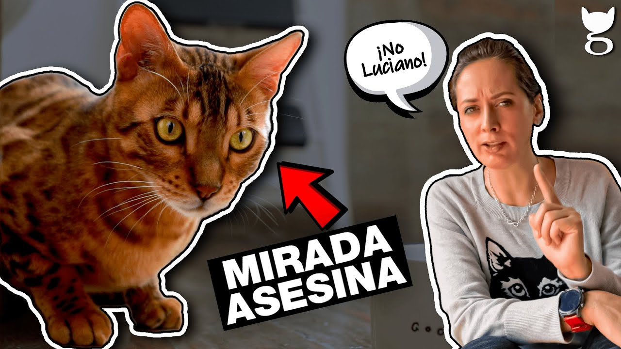 ПОЧЕМУ МОЙ КОТ ВНЕЗАПНО СТАНОВИТСЯ АГРЕССИВНЫМ? 😼😲 ТЕЛЕКЦИОН &laquo;КОШАЧИЙ ДОМ&raquo;