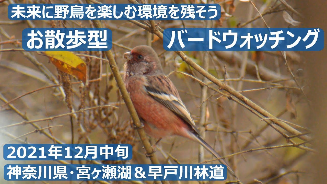 神奈川県・宮ヶ瀬湖＆早戸川林道でお散歩型バードウォッチング　野鳥解説はあえてありません！　図鑑片手にご覧ください