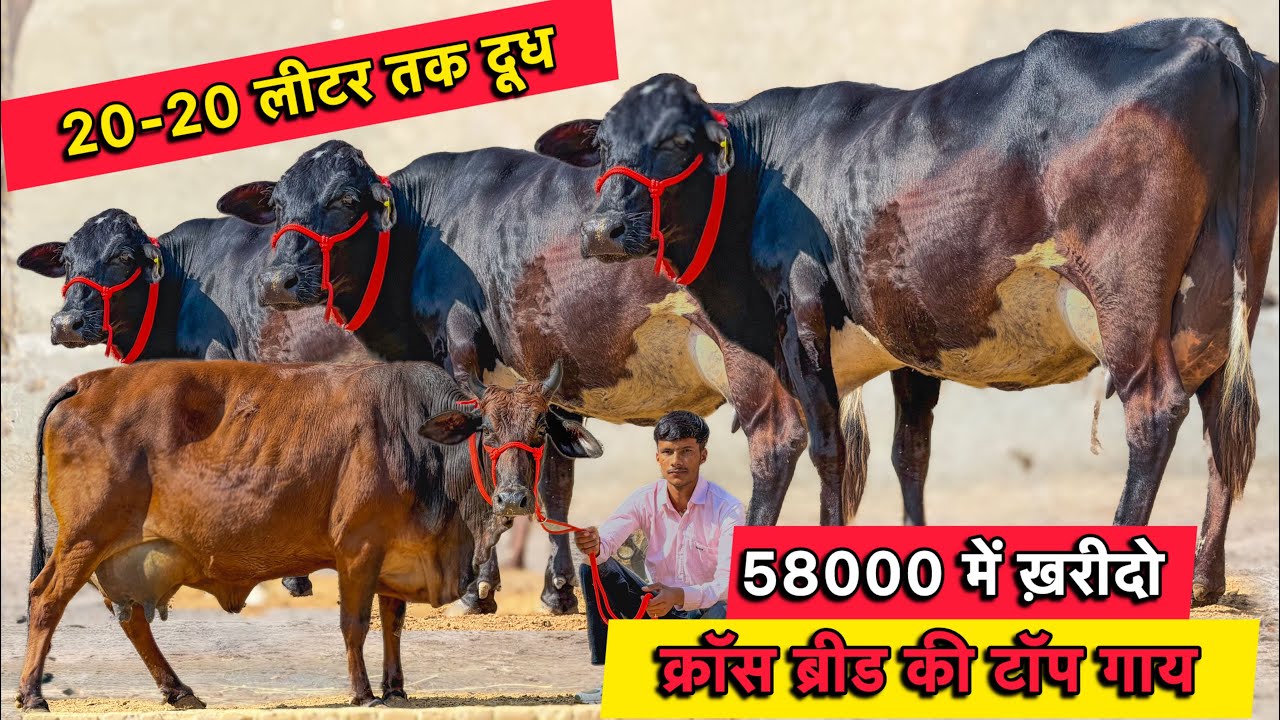 किराया फ्री,58000 में ख़रीदो गाय👍20-20 लीटर तक दूध👌5 गाय बिकाऊ👌Top Cross Breed Cows For Sale 