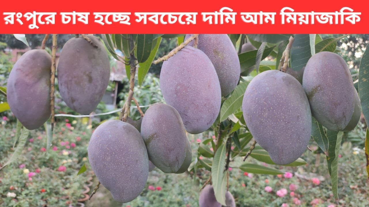 আসল মিয়াজাকি আম চেনার উপায় ।। Miyazaki Mango in Bangladesh