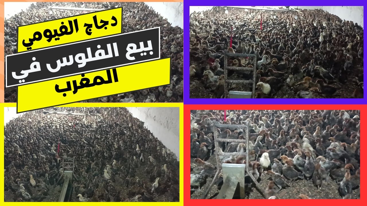 فلوس الفيومي للبيع في المغرب | أفضل أسعار سلالات الدواجن الفيومي للتواصل 0668762975