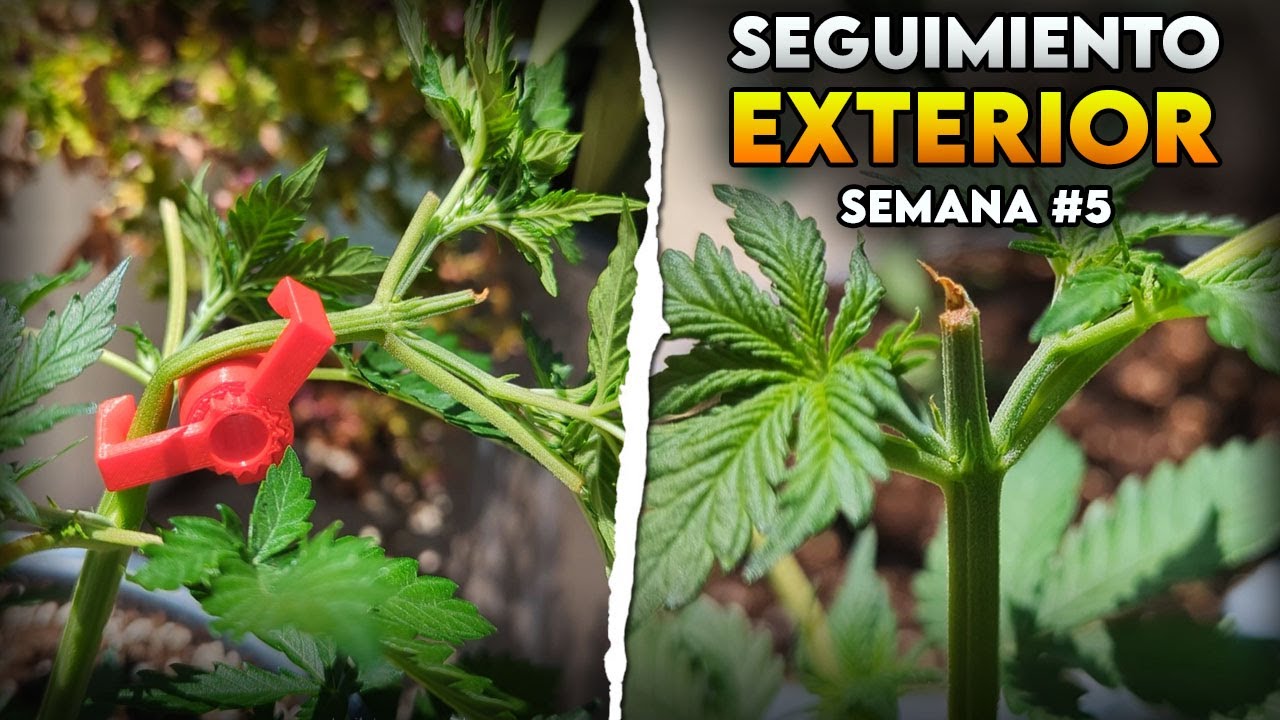 Seguimiento de autoflorecientes en exterior | Semana 5 &ndash; Poda apical y LST