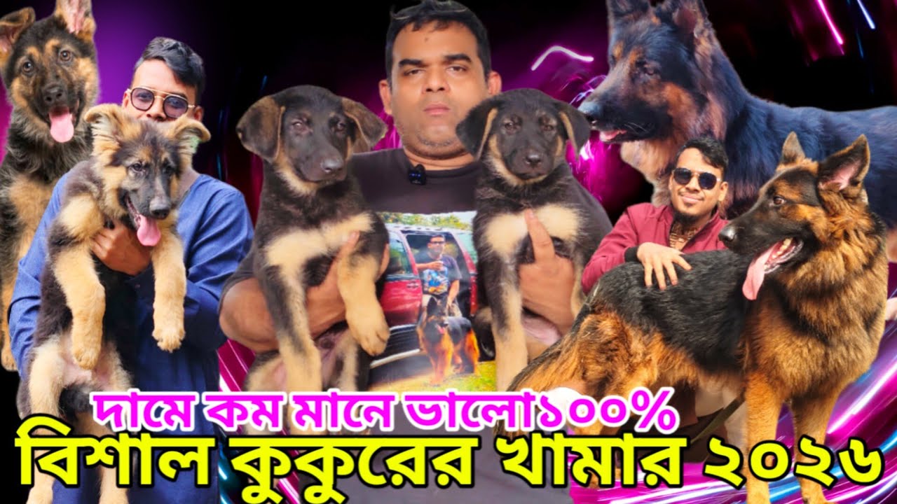 German shepherd Dog price in Bangladesh | Dog price in Bangladesh | Dog farm in Bangladesh 2026 #dog