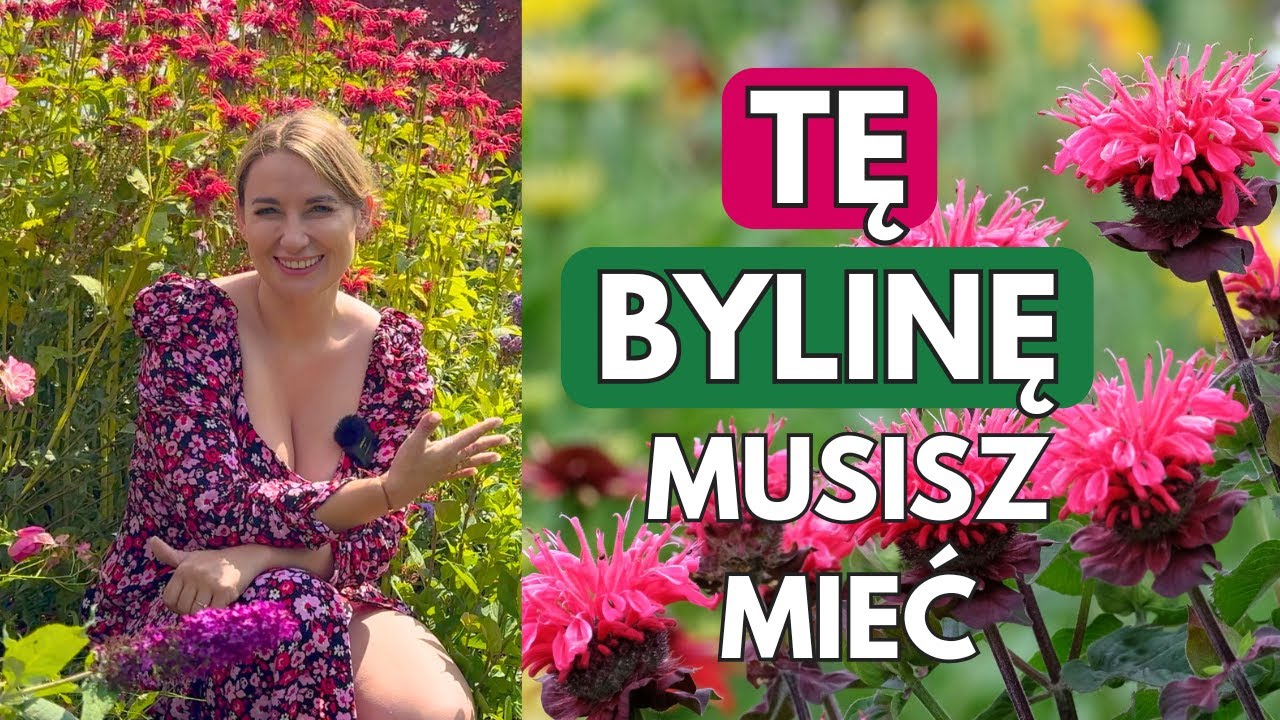 PYSZNOGŁÓWKA - BYLINA MARZEŃ Z OGRODÓW BABĆ