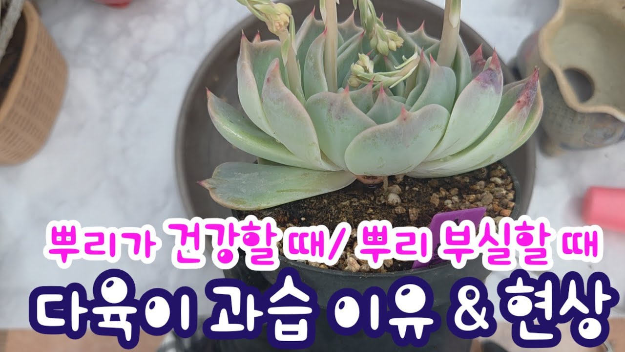 다육이 과습 원인 & 현상 살펴보기 ! 