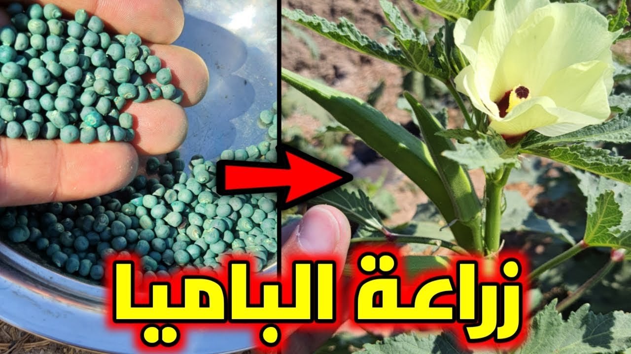 زراعة البامية المتحملة للجفاف والحرارة الشديدة ☀️