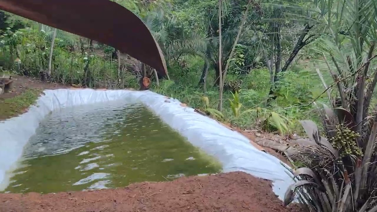 Alimentando os peixes do novo tanque 