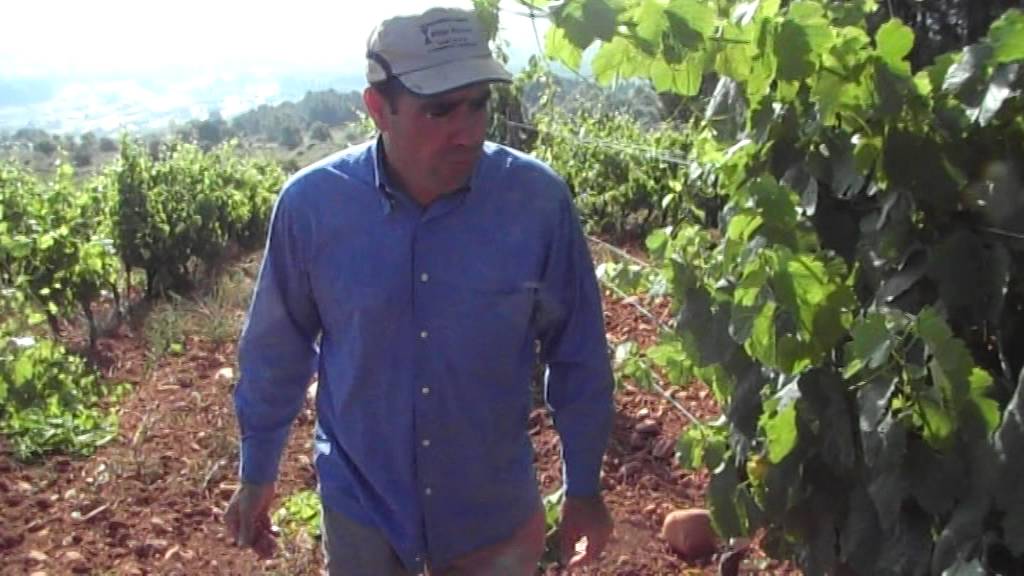 Tratamiento del oídio sin productos fitosanitarios.