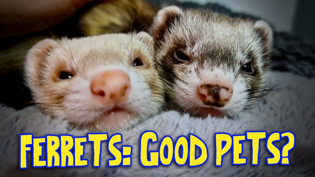 ⚠️Ferrets As Pets? The PROS & CONS