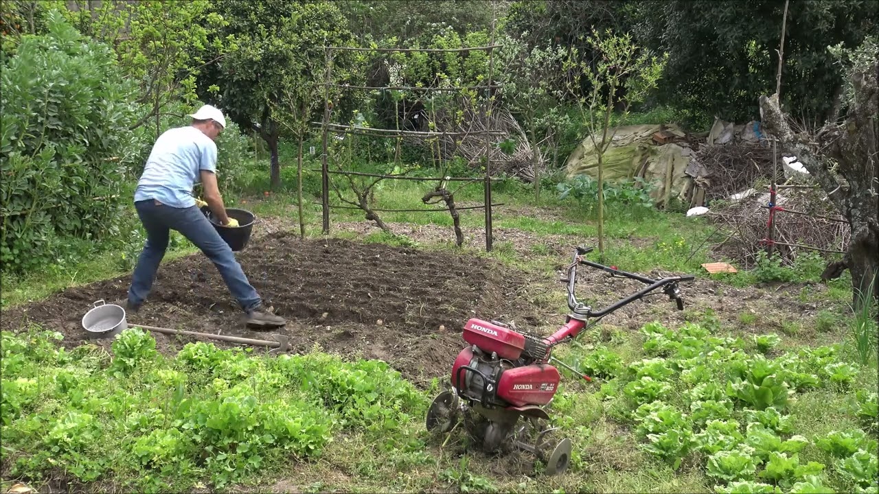 PLANTAR BATATAS EM QUINTAL ORTIGA MAÇÃO 01 ABRIL 2025