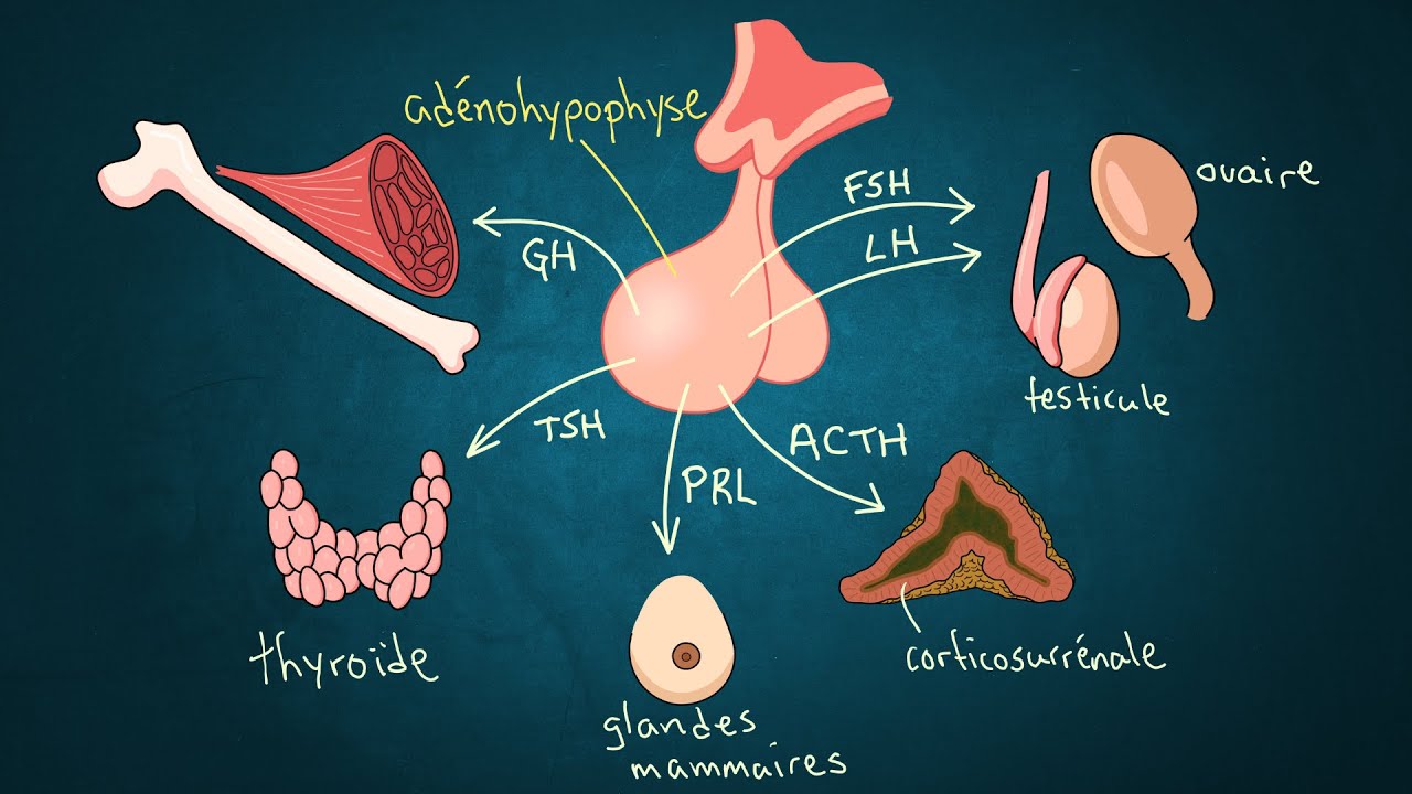 L'hypophyse et ses hormones